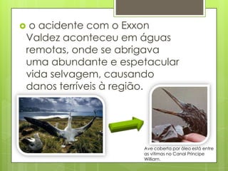 o acidente com o Exxon
Valdez aconteceu em águas
remotas, onde se abrigava
uma abundante e espetacular
vida selvagem, causando
danos terríveis à região.




                    Ave coberta por óleo está entre
                    as vítimas no Canal Príncipe
                    William.
 