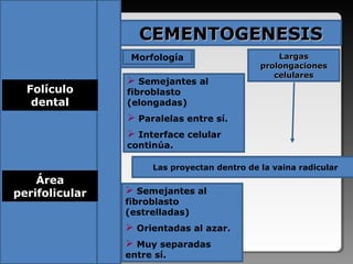 BIOLOGIA CELULAR Y MOLECULAR DEL PERIODONTO | PPT