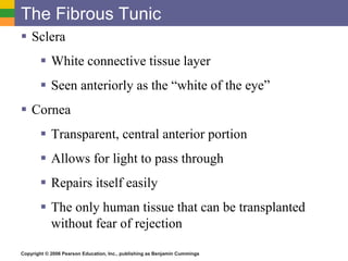 Copyright © 2006 Pearson Education, Inc., publishing as Benjamin Cummings
The Fibrous Tunic
 Sclera
 White connective tissue layer
 Seen anteriorly as the “white of the eye”
 Cornea
 Transparent, central anterior portion
 Allows for light to pass through
 Repairs itself easily
 The only human tissue that can be transplanted
without fear of rejection
 