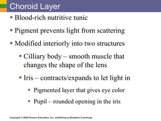 Copyright © 2006 Pearson Education, Inc., publishing as Benjamin Cummings
Choroid Layer
 Blood-rich nutritive tunic
 Pigment prevents light from scattering
 Modified interiorly into two structures
 Cilliary body – smooth muscle that
changes the shape of the lens
 Iris – contracts/expands to let light in
 Pigmented layer that gives eye color
 Pupil – rounded opening in the iris
 