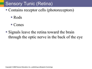 Copyright © 2006 Pearson Education, Inc., publishing as Benjamin Cummings
Sensory Tunic (Retina)
 Contains receptor cells (photoreceptors)
 Rods
 Cones
 Signals leave the retina toward the brain
through the optic nerve in the back of the eye
 