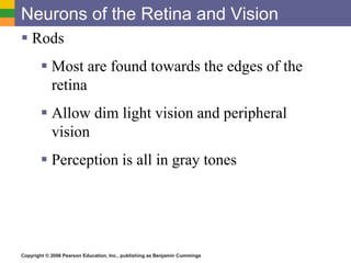 Copyright © 2006 Pearson Education, Inc., publishing as Benjamin Cummings
Neurons of the Retina and Vision
 Rods
 Most are found towards the edges of the
retina
 Allow dim light vision and peripheral
vision
 Perception is all in gray tones
 