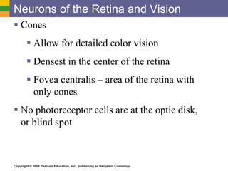 Copyright © 2006 Pearson Education, Inc., publishing as Benjamin Cummings
Neurons of the Retina and Vision
 Cones
 Allow for detailed color vision
 Densest in the center of the retina
 Fovea centralis – area of the retina with
only cones
 No photoreceptor cells are at the optic disk,
or blind spot
 