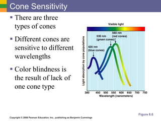 Copyright © 2006 Pearson Education, Inc., publishing as Benjamin Cummings
Cone Sensitivity
 There are three
types of cones
 Different cones are
sensitive to different
wavelengths
 Color blindness is
the result of lack of
one cone type
Figure 8.6
 