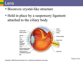 Copyright © 2006 Pearson Education, Inc., publishing as Benjamin Cummings
Lens
 Biconvex crystal-like structure
 Held in place by a suspensory ligament
attached to the ciliary body
Figure 8.3a
 