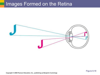 Copyright © 2006 Pearson Education, Inc., publishing as Benjamin Cummings
Images Formed on the Retina
Figure 8.10
 