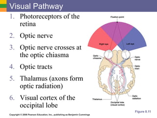 Copyright © 2006 Pearson Education, Inc., publishing as Benjamin Cummings
Visual Pathway
1. Photoreceptors of the
retina
2. Optic nerve
3. Optic nerve crosses at
the optic chiasma
4. Optic tracts
5. Thalamus (axons form
optic radiation)
6. Visual cortex of the
occipital lobe
Figure 8.11
 