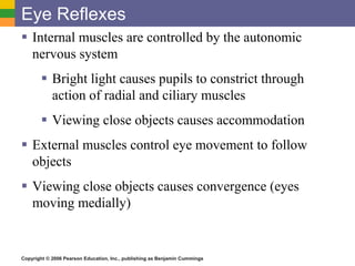 Copyright © 2006 Pearson Education, Inc., publishing as Benjamin Cummings
Eye Reflexes
 Internal muscles are controlled by the autonomic
nervous system
 Bright light causes pupils to constrict through
action of radial and ciliary muscles
 Viewing close objects causes accommodation
 External muscles control eye movement to follow
objects
 Viewing close objects causes convergence (eyes
moving medially)
 