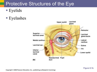 Copyright © 2006 Pearson Education, Inc., publishing as Benjamin Cummings
Protective Structures of the Eye
 Eyelids
 Eyelashes
Figure 8.1b
 