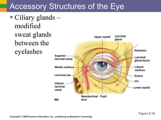 Copyright © 2006 Pearson Education, Inc., publishing as Benjamin Cummings
Accessory Structures of the Eye
 Ciliary glands –
modified
sweat glands
between the
eyelashes
Figure 8.1b
 