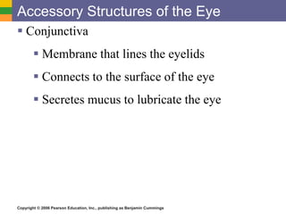 Copyright © 2006 Pearson Education, Inc., publishing as Benjamin Cummings
Accessory Structures of the Eye
 Conjunctiva
 Membrane that lines the eyelids
 Connects to the surface of the eye
 Secretes mucus to lubricate the eye
 