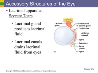 Copyright © 2006 Pearson Education, Inc., publishing as Benjamin Cummings
Accessory Structures of the Eye
 Lacrimal apparatus –
Secrete Tears
 Lacrimal gland –
produces lacrimal
fluid
 Lacrimal canals –
drains lacrimal
fluid from eyes
Figure 8.1a
 