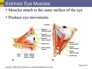 Copyright © 2006 Pearson Education, Inc., publishing as Benjamin Cummings
Extrinsic Eye Muscles
 Muscles attach to the outer surface of the eye
 Produce eye movements
Figure 8.2
 