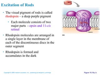 Rods Rhopsin Eye | PPT