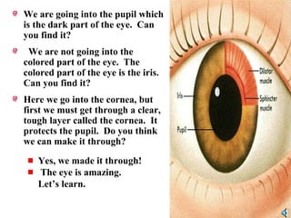 We are going into the pupil which
is the dark part of the eye. Can
you find it?
We are not going into the
colored part of the eye. The
colored part of the eye is the iris.
Can you find it?
Here we go into the cornea, but
first we must get through a clear,
tough layer called the cornea. It
protects the pupil. Do you think
we can make it through?
Yes, we made it through!
The eye is amazing.
Let’s learn.
 