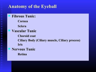 Tunic Body Part Eye | PPT