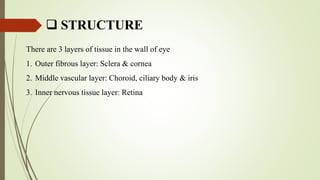  STRUCTURE
There are 3 layers of tissue in the wall of eye
1. Outer fibrous layer: Sclera & cornea
2. Middle vascular layer: Choroid, ciliary body & iris
3. Inner nervous tissue layer: Retina
 