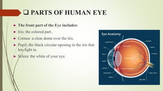  PARTS OF HUMAN EYE
► The front part of the Eye includes:
► Iris: the colored part.
► Cornea: a clear dome over the iris.
► Pupil: the black circular opening in the iris that
lets light in.
► Sclera: the white of your eye.
 