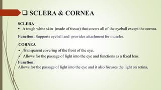  SCLERA & CORNEA
CORNEA
 Transparent covering of the front of the eye.
 Allows for the passage of light into the eye and functions as a fixed lens.
Function:
Allows for the passage of light into the eye and it also focuses the light on retina.
SCLERA
 A tough white skin (made of tissue) that covers all of the eyeball except the cornea.
Function: Supports eyeball and provides attachment for muscles.
 