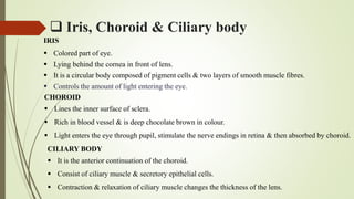  Iris, Choroid & Ciliary body
IRIS
 Colored part of eye.
 Lying behind the cornea in front of lens.
 It is a circular body composed of pigment cells & two layers of smooth muscle fibres.
 Controls the amount of light entering the eye.
CHOROID
 Lines the inner surface of sclera.
 Rich in blood vessel & is deep chocolate brown in colour.
 Light enters the eye through pupil, stimulate the nerve endings in retina & then absorbed by choroid.
CILIARY BODY
 It is the anterior continuation of the choroid.
 Consist of ciliary muscle & secretory epithelial cells.
 Contraction & relaxation of ciliary muscle changes the thickness of the lens.
 