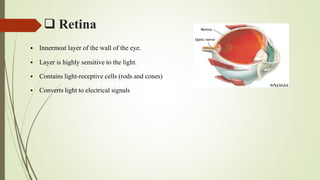  Retina
 Innermost layer of the wall of the eye.
 Layer is highly sensitive to the light.
 Contains light-receptive cells (rods and cones)
 Converts light to electrical signals
 