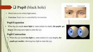  Pupil (black hole)
 Black hole in iris where light enters.
 Function: Pupil size is controlled by iris muscles.
Pupil Expansion
 When the eye needs more light to enter (when it is dark), the pupils get
larger; allowing more light to enter the eye.
Pupil Contraction
 When the eye needs less light to enter (when it is very bright), the
pupils get smaller; allowing less light to enter the eye.
 
