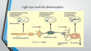 Light rays reach the photoreceptors
 