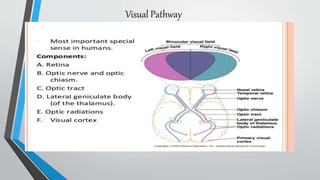 Visual Pathway
 