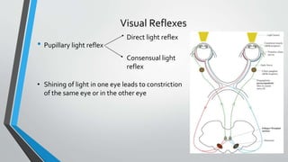Visual Reflexes
• Pupillary light reflex
Direct light reflex
Consensual light
reflex
• Shining of light in one eye leads to constriction
of the same eye or in the other eye
 