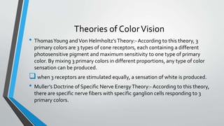 Theories of ColorVision
• ThomasYoung andVon Helmholtz’sTheory:- According to this theory, 3
primary colors are 3 types of cone receptors, each containing a different
photosensitive pigment and maximum sensitivity to one type of primary
color. By mixing 3 primary colors in different proportions, any type of color
sensation can be produced.
when 3 receptors are stimulated equally, a sensation of white is produced.
• Muller’s Doctrine of Specific Nerve EnergyTheory:- According to this theory,
there are specific nerve fibers with specific ganglion cells responding to 3
primary colors.
 