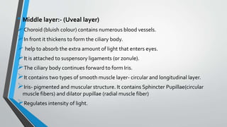 • Middle layer:- (Uveal layer)
Choroid (bluish colour) contains numerous blood vessels.
In front it thickens to form the ciliary body.
help to absorb the extra amount of light that enters eyes.
It is attached to suspensory ligaments (or zonule).
The ciliary body continues forward to form Iris.
It contains two types of smooth muscle layer- circular and longitudinal layer.
Iris- pigmented and muscular structure. It contains Sphincter Pupillae(circular
muscle fibers) and dilator pupillae (radial muscle fiber)
Regulates intensity of light.
 