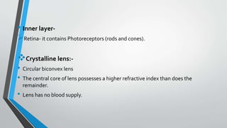 • Inner layer-
Retina- it contains Photoreceptors (rods and cones).
Crystalline lens:-
• Circular biconvex lens
• The central core of lens possesses a higher refractive index than does the
remainder.
• Lens has no blood supply.
 