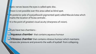 • Optic nerves leaves the eyes is called optic disc.
• Vision is not possible over this area called as blind spot.
• At posterior pole of eye(yellowish pigmented spot) called Macula lutea which
marks the location of fovea centralis .
• It is the point of greatest visual acuity (sharpness of vision).
Eyes have two chambers:-
Aqueous chamber that contains aqueous humour
Vitreous chamber that contains vitreous humour which maintains
intraocular pressure and prevents the walls of eyeball from collapsing.
 