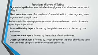 Functions of layers of Retina
• Pigmented epithelium:- contains Melanin pigment that absorbs extra amount
of light.
• Photoreceptors layer:- Each rods and Cones divided into outer segment, inner
segment and synaptic zone.
Rods contain rhodopsin pigment (scotopic vision) and cones contain iodopsin
pigment (photopic vision).
• External limiting layer is formed by the glial tissues and it is pierced by rods
and cones.
• Outer Nuclear Layer is formed by the nucleus of rods and cones.
• Outer Synaptic Layer is formed by synapse between the ends of rods and cones
with dendrites of bipolar and horizontal cell processes.
 