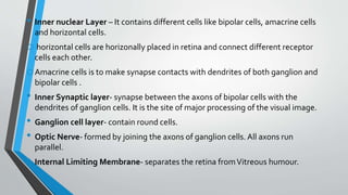 • Inner nuclear Layer – It contains different cells like bipolar cells, amacrine cells
and horizontal cells.
o horizontal cells are horizonally placed in retina and connect different receptor
cells each other.
oAmacrine cells is to make synapse contacts with dendrites of both ganglion and
bipolar cells .
• Inner Synaptic layer- synapse between the axons of bipolar cells with the
dendrites of ganglion cells. It is the site of major processing of the visual image.
• Ganglion cell layer- contain round cells.
• Optic Nerve- formed by joining the axons of ganglion cells. All axons run
parallel.
• Internal Limiting Membrane- separates the retina fromVitreous humour.
 