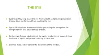 THE EYE
 Eyebrows :They help shape the eye from sunlight and prevent perspiration
tricking down the forehead from reaching the eye.
 Eyelid OR Palpebrae: Are responsible for protecting the eye against the
foreign element that could damage the eye.
 Conjunctiva: Provide lubrication of the eye by production of mucus. It lines
the inside of eyelid and provide covering to the sclera
 Extrinsic muscle :they control the movement of the eye ball.
 