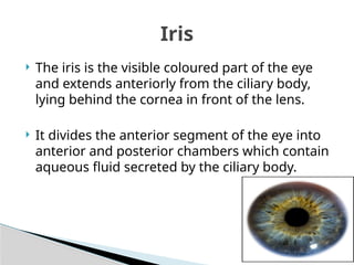Understanding the Structure and Functions of the Eye in Human Physiolo ...