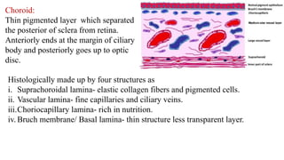 Eye anatomy with detail description.pptx