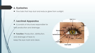 Comprehensive Overview of Eye Anatomy, Function, and Clinical ...