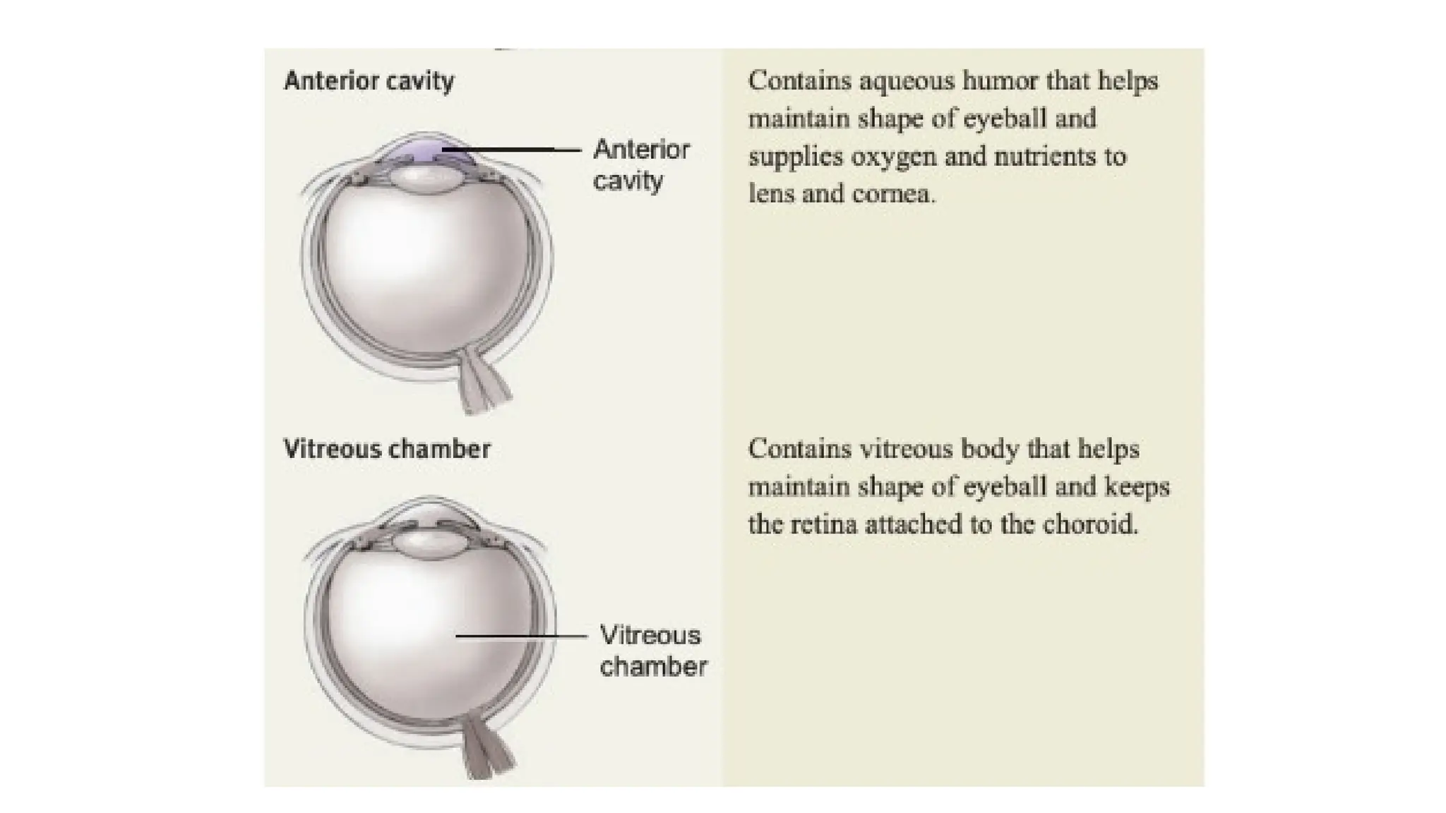 Eye Anatomy and Physiology: Exploring the Structure, Function, and ...
