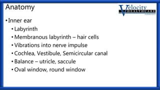 Anatomy
•Inner ear
• Labyrinth
• Membranous labyrinth – hair cells
• Vibrations into nerve impulse
• Cochlea, Vestibule, Semicircular canal
• Balance – utricle, saccule
• Oval window, round window
 