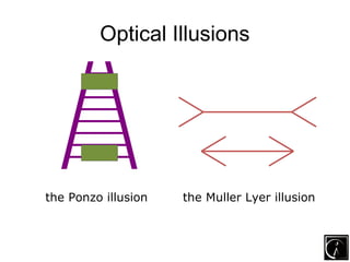 The Human: Eye and vision | PPT