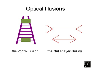 Optical Illusions




the Ponzo illusion   the Muller Lyer illusion
 