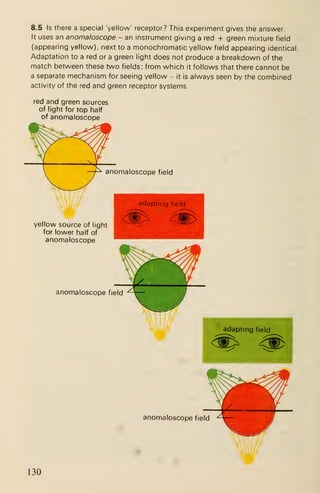 8.5 Is there a special 'yellow' receptor? This experiment gives the answer
It uses an anomaloscope - an instrument giving a red + green mixture field
(appearing yellow), next to a monochromatic yellow field appearing identical
Adaptation to a red or a green light does not produce a breakdown of the
match between these two fields: from which it follows that there cannot be
a separate mechanism for seeing yellow - it is always seen by the combined
activity of the red and green receptor systems.
red and green sources
of light for top half
of anomaloscope
anomaloscope field
'l///
yellow source of light
for lower half of
anomaloscope
anomaloscope field
anomaloscope field
W130
 