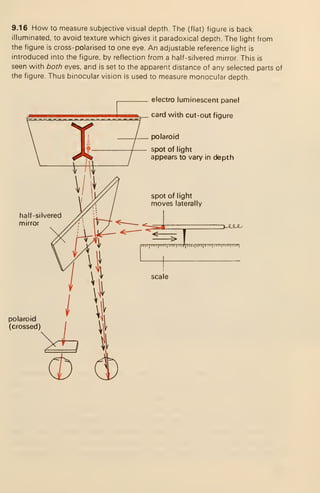 9.16 How to measure subjective visual depth. The (flat) figure is back
illuminated, to avoid texture which gives it paradoxical depth. The light from
the figure is cross-polarised to one eye. An adjustable reference light is
introduced into the figure, by reflection from a half-silvered mirror. This is
seen with both eyes, and is set to the apparent distance of any selected parts of
the figure. Thus binocular vision is used to measure monocular depth.
half -silvered
mirror
polaroid
(crossed)
— electro luminescent panel
card with cut-out figure
polaroid
spot of light
appears to vary in depth
spot of light
moves laterally
IMJLit,-
ll'I""l""l '"
scale
 