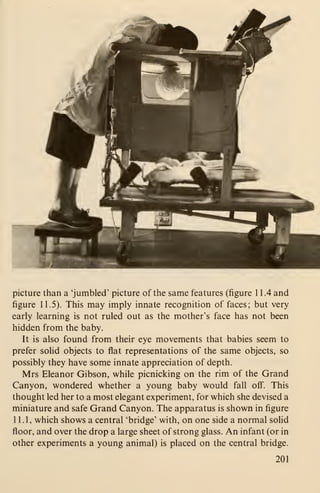 picture than a 'jumbled' picture of the same features (figure 1 1.4 and
figure 11.5). This may imply innate recognition of faces; but very
early learning is not ruled out as the mother's face has not been
hidden from the baby.
It is also found from their eye movements that babies seem to
prefer soUd objects to flat representations of the same objects, so
possibly they have some innate appreciation of depth.
Mrs Eleanor Gibson, while picnicking on the rim of the Grand
Canyon, wondered whether a young baby would fall off. This
thought led her to a most elegant experiment, for which she devised a
miniature and safe Grand Canyon. The apparatus is shown in figure
11.1, which shows a central 'bridge' with, on one side a normal solid
floor, and over the drop a large sheet of strong glass. An infant (or in
other experiments a young animal) is placed on the central bridge.
201
 