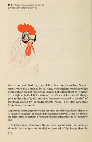 11 .8 Pfister's hen wearing prisms to
deviate light entering its eyes.
Starved to death had they been left to fend for themselves. Similar
results were also obtained by A. Hess, with chickens wearing wedge
prisms which did not reverse the images, but shifted them by 7° either
to the right or to the left. Hess found that these chickens would always
peck to the side of grain, and that they never adapted to the shift of
the image caused by the wedge prisms (figure 1 1.8). Hess concludes
from these experiments
:
Apparently the innate picture which the chick has of the location of objects in
its visual world cannot be modified through learning if what is required is that
the chick learns to perform a response which is antagonistic to its instinctive
one.
It seems quite clear from the various experiments, that animals
show far less adaptation to shift or reversal of the image than do
210
 