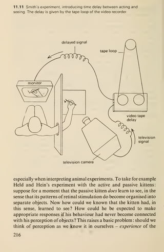 11.11 Smith's experiment, introducing time delay between acting and
seeing. The delay is given by the tape loop of the video recorder.
delayed signal
television
signal
television camera
especially when interpreting animal experiments. To take for example
Held and Hein's experiment with the active and passive kittens:
suppose for a moment that the passive kitten does learn to see, in the
sense that its patterns of retinal stimulation do become organised into
separate objects. Now how could we known that the kitten had, in
this sense, learned to see? How could he be expected to make
appropriate responses if his behaviour had never become connected
with his perception of objects? This raises a basic problem : should we
think of perception as we know it in ourselves - experience of the
216
 