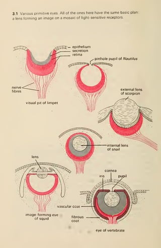 3.1 Various primitive eyes. All of the ones here have the same basic plan:
a lens forming an image on a mosaic of light-sensitive receptors.
pinhole pupil of Nautilus
image-forming eye
of squid
eye of vertebrate
 