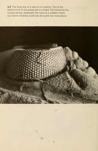 3.2 The fossil eye of a species of trilobite. This is the
earliest kind of eye preserved as a fossif The facets are the
corneal lenses, essentially the same as a modern insect
eye. Some trilobites could see all round, but none above.
 